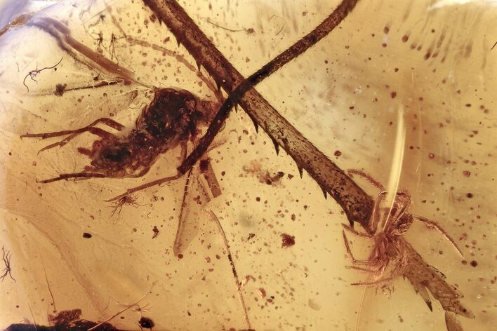 Detailed Fossil Spider and Scale Insect in Baltic Amber #357854